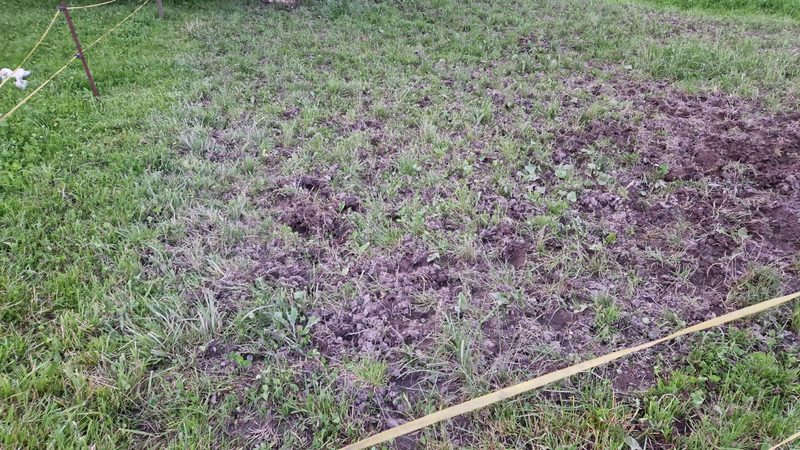 Unstabiles Wetter erschwert die Futterernte