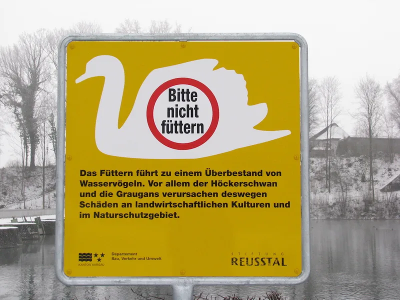 Auf Hugo Abts Weiden bringen Schwäne und Gänse die Milchkühe um ihr Gras