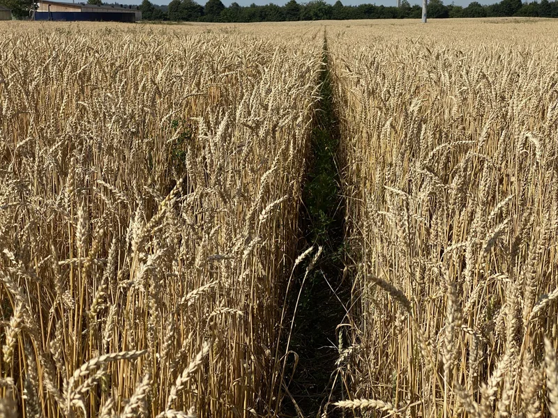 Bei einem Reihenabstand von nur 50 cm wird das Soja zu stark beschattet vom Weizen und entwickelt sich schlecht.