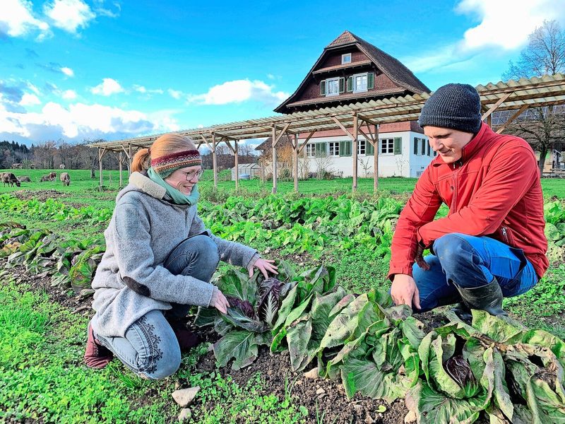 Vera und Marco Imfeld begutachten das Herbstgemüse im Selbsterntegarten auf dem Waldhof in Sursee.