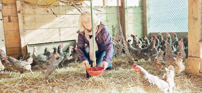 170 Legehennen bevölkern den Emmerhof. Doris Stamm hält ihre Hühner länger als normalerweise üblich.