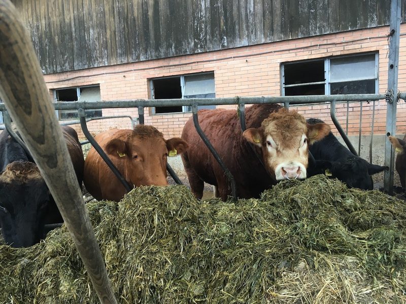 Die Direktvermarktung soll die «Freilandfarm» voranbringen – mit Vielfalt statt Grösse