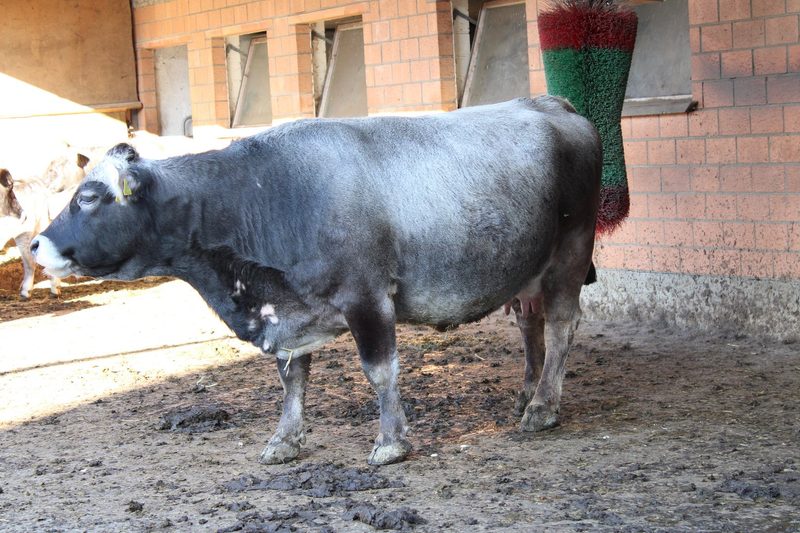 Immer wieder etwas Neues ausprobieren: Saisonale Abkalbung und neue Betriebszweige auf dem Biohof Hohweid