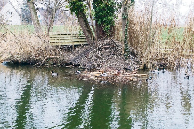 Am Rand der Insel hat der Biber mit dem Bau seiner Burg begonnen. Der Zugang ist getarnt.