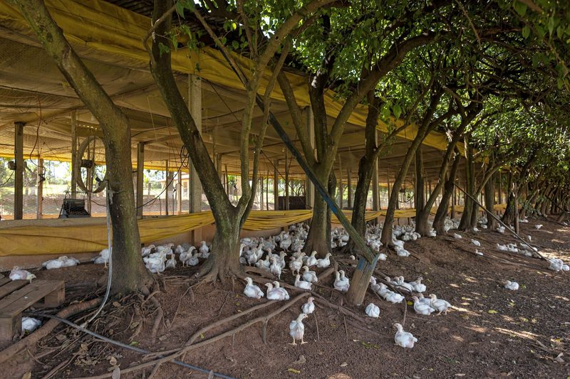 Ein brasilianisches Unternehmen setzt auf Bio-Produktion