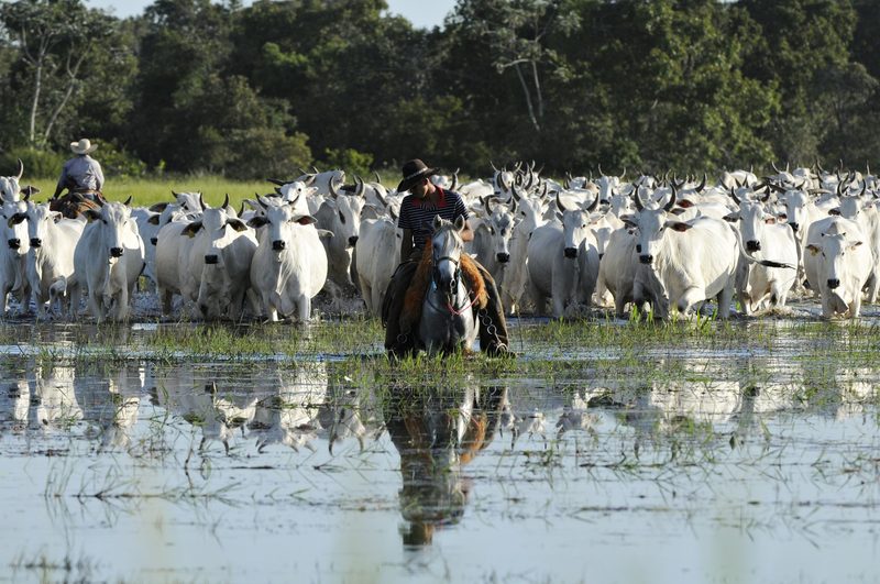 Ein brasilianisches Unternehmen setzt auf Bio-Produktion