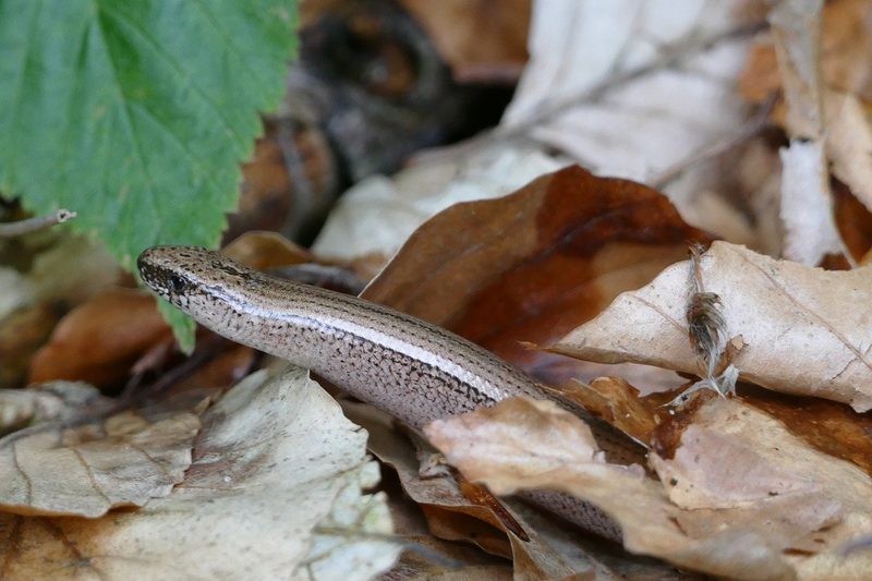 Unter der Schneelast abgeknickte oder geschnittene Äste für die Biodiversität nutzen