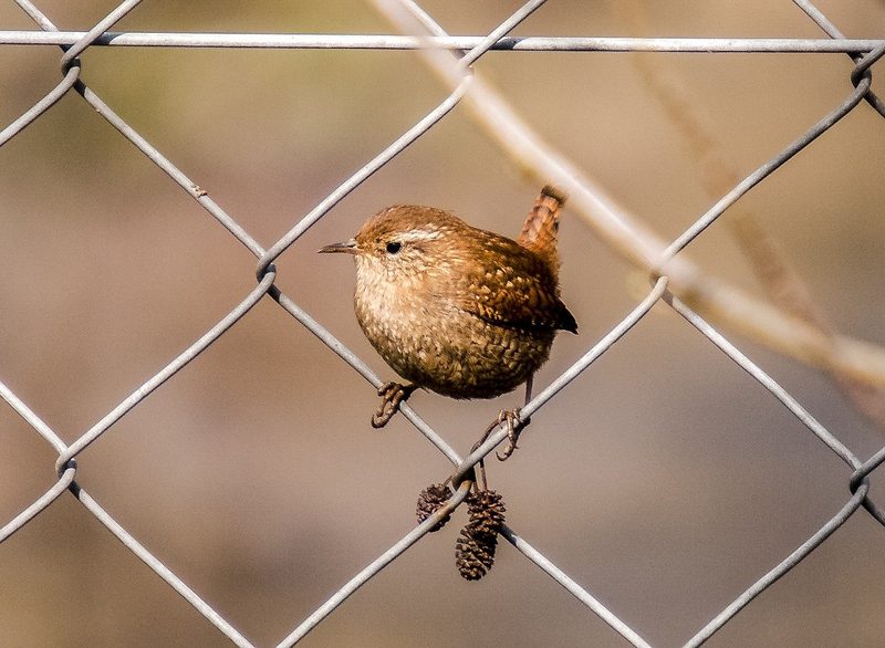 Unter der Schneelast abgeknickte oder geschnittene Äste für die Biodiversität nutzen