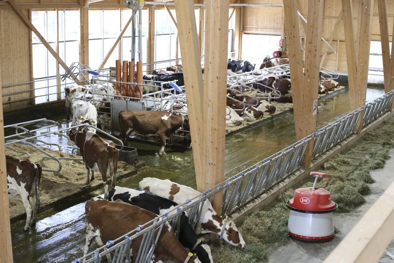 SMP: «Schweizer Milch hat Zukunft» – auch in einer grünen Politik