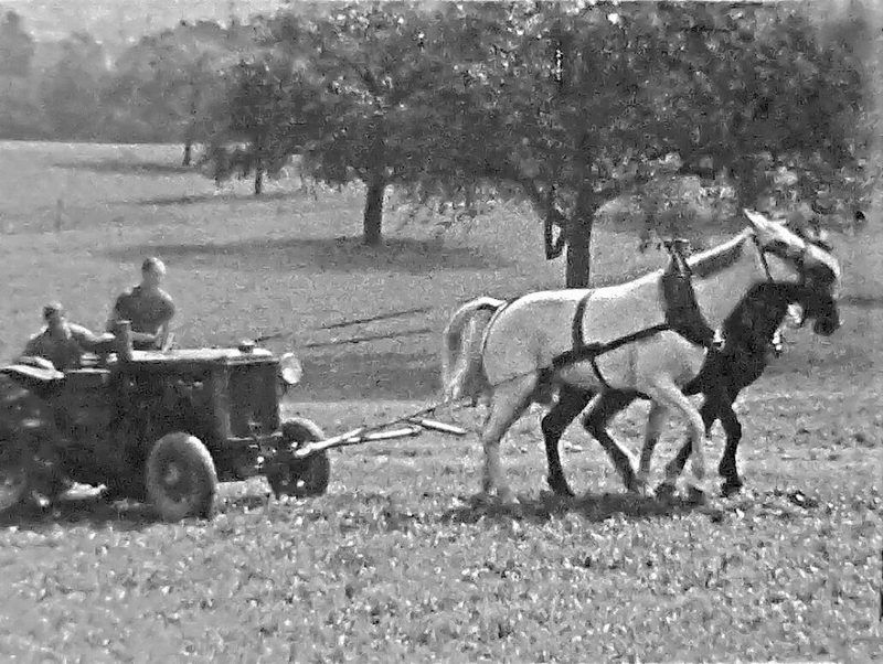 Franz Ineichen hielt filmisch fest, wie auf seinem Sentenhof in Muri AG, dem damals grössten Landwirtschaftsbetrieb der Schweiz, gearbeitet wurde, und dokumentierte dabei die vielschichtige Zusammenarbeit von Menschen, Tieren und Traktoren.