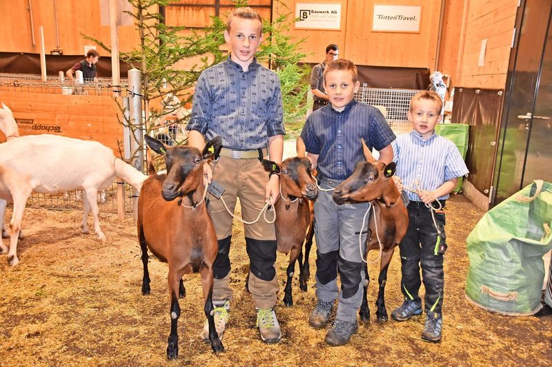 Sie führten die Ziegen von Andreas Brügger gekonnt und mit viel Liebe vor: die Gebrüder Levin, Norin und Lian Schmid (v. l.) aus Zweisimmen.