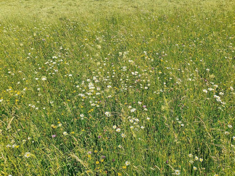 So artenreich präsentierte sich die Blumenwiese im Frühsommer. Die Landschäden könnten sich aber negativ auswirken.