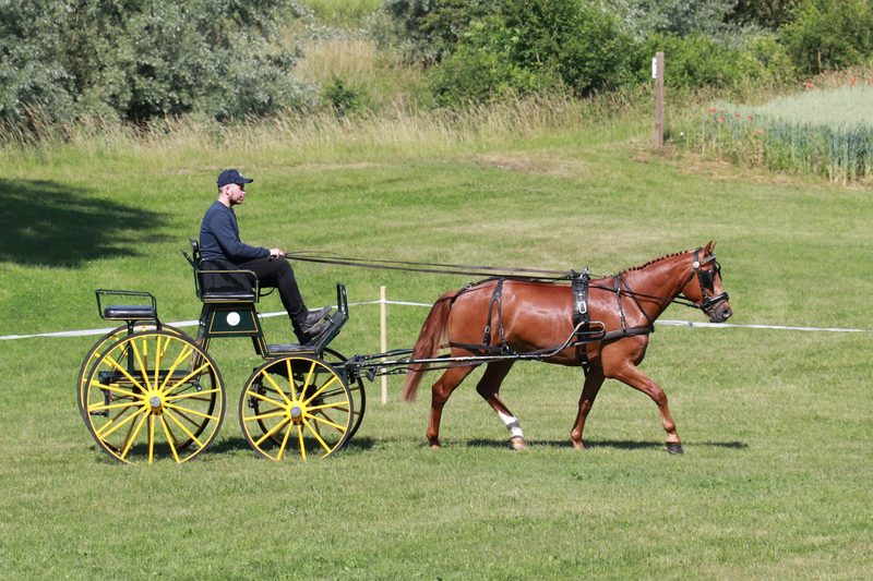 No Limit vom Fürberg gewinnt den Feldtest der Freiberger in Eiken