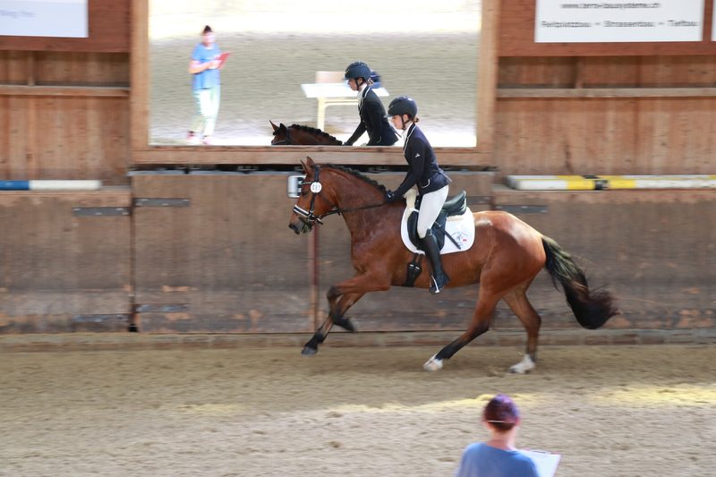 No Limit vom Fürberg gewinnt den Feldtest der Freiberger in Eiken