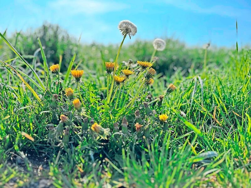 Löwenzahn ist eine der Pflanzen, die das Immunsystem unterstützen können.
