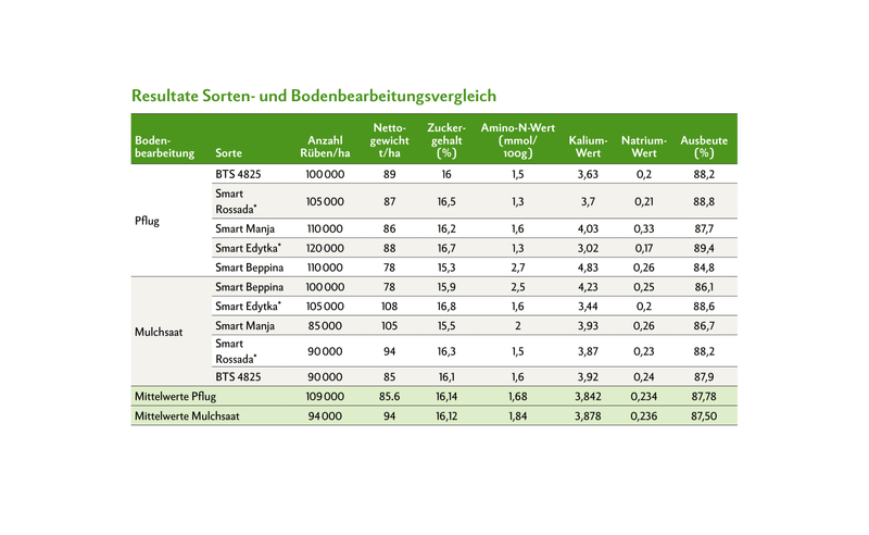 Die Ergebnisse der Stichproben wurden auf die Hektare hochgerechnet. Im Mittel über alle Sorten hinweg war der Ertrag mit 85,6 t/ha beim Pflug tiefer als bei der Mulchsaat mit 94 t/ha, trotz höherer Bestandesdichte (Anzahl Rüben/ha). Hingegen beim Zuckergehalt hatte die Sorte einen grösseren Einfluss, was sich schliesslich auch in der Ausbeute abzeichnet. Richtwerte: Amino-N-Wert: 0,6 bis 1,3; Kalium: 3,0 bis 4,0; Natrium: 0,2 bis 0,3 * Smart Edytka (Sortenkanditat im 3. Prüfjahr, Kandidat Sortenliste Anbau 2026) * Smart Rossada (Sortenkandidat im 2. Prüfjahr, Kandidat Sortenliste Anbau 2027)