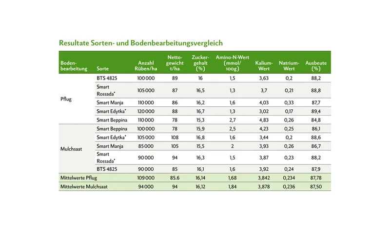 Die Ergebnisse der Stichproben wurden auf die Hektare hochgerechnet. Im Mittel über alle Sorten hinweg war der Ertrag mit 85,6 t/ha beim Pflug tiefer als bei der Mulchsaat mit 94 t/ha, trotz höherer Bestandesdichte (Anzahl Rüben/ha). Hingegen beim Zuckergehalt hatte die Sorte einen grösseren Einfluss, was sich schliesslich auch in der Ausbeute abzeichnet. Richtwerte: Amino-N-Wert: 0,6 bis 1,3; Kalium: 3,0 bis 4,0; Natrium: 0,2 bis 0,3 * Smart Edytka (Sortenkanditat im 3. Prüfjahr, Kandidat Sortenliste Anbau 2026) * Smart Rossada (Sortenkandidat im 2. Prüfjahr, Kandidat Sortenliste Anbau 2027)