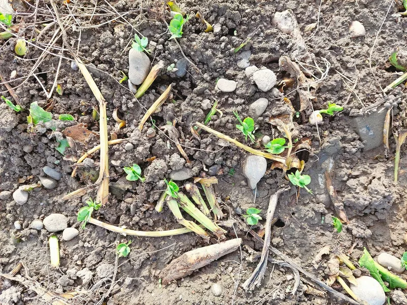 Ein neuer Versuch: Ein Tag vor der Zuckerrübenernte wurden mit dem Düngerstreuer Wintereiweisserbsen über die Zuckerrüben gestreut. Diese wurden dann durch den Rübenroder in den Boden eingearbeitet und mit den Rädern angewalzt. Zwei Wochen später waren die Keimlinge bereits sichtbar. Mit diesem Verfahren konnte ein zusätzliches Befahren der Fläche verhindert und trotzdem so spät noch eine Winterbegrünung gesät werden. Wintereiweisserbsen dienen als alternative Winterbegrünung vor einer Frühlingskultur, da wegen der Krankheit SBR kein Winterweizen mehr gesät werden sollte.