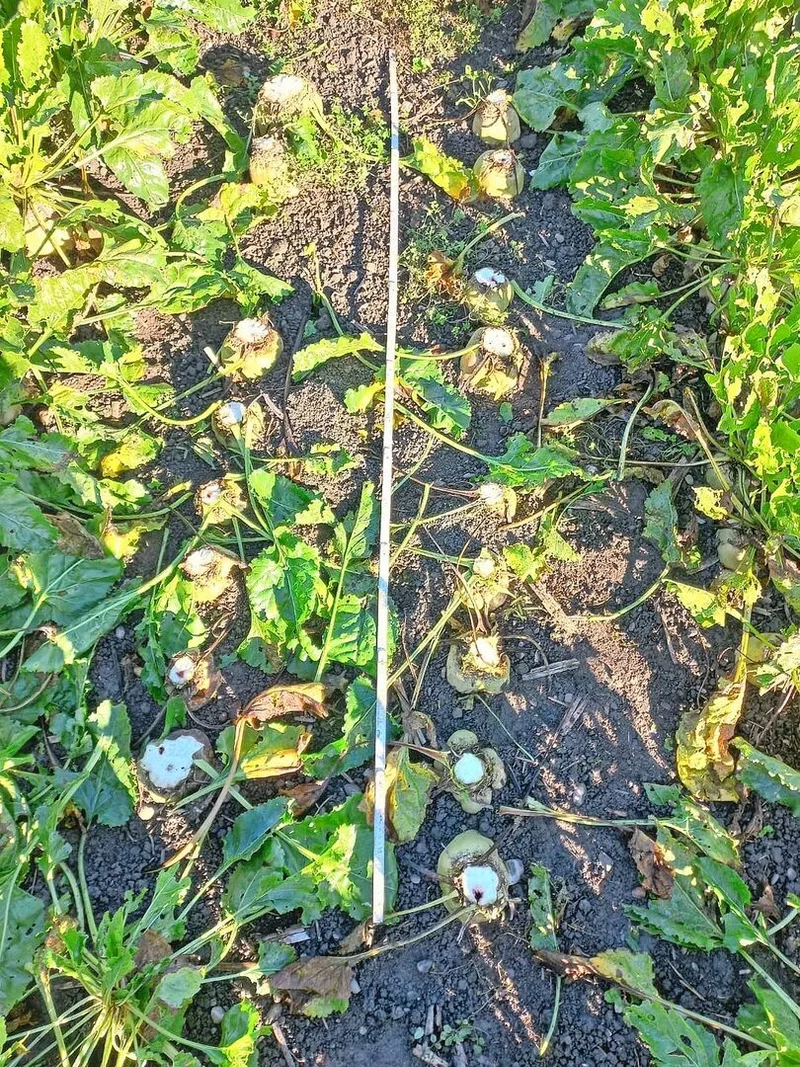 Für die Stichprobe wurden von jeder Sorte aus beiden Bodenbearbeitungsverfahren jeweils zwei Reihen Rüben auf einer Länge von zwei Metern geerntet.