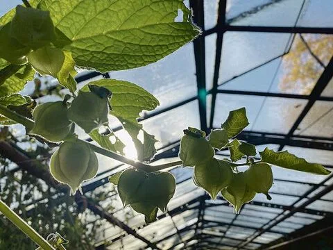 Im Erdhaus, Erika Oehlers Lieblingsort im Mühlhof, kann sie zur Ruhe kommen und mediterrane Pflanzen anziehen.