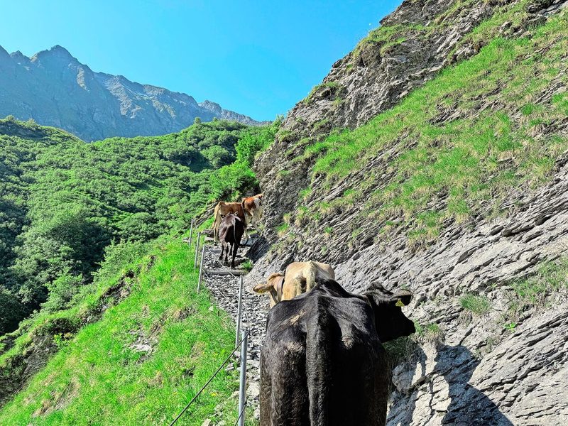 Thomanns Jungvieh unterwegs auf die Alp Valtüsch.