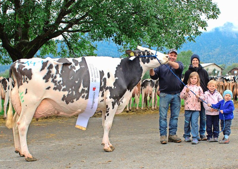 Die kapitale Holsteinkuh Pirate Kobra von V-Cows, Giswil, war Titelverteidigerin und wurde dieses Jahr erneut Champion.