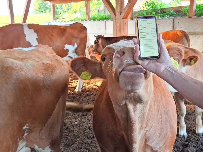 Daten werden nicht nur im Pflanzenbau, sondern auch in der Tierhaltung durch den Melkroboter oder andere Sensoren erfasst. Auch in der Mutterkuhhaltung werden digitale Daten verwaltet.