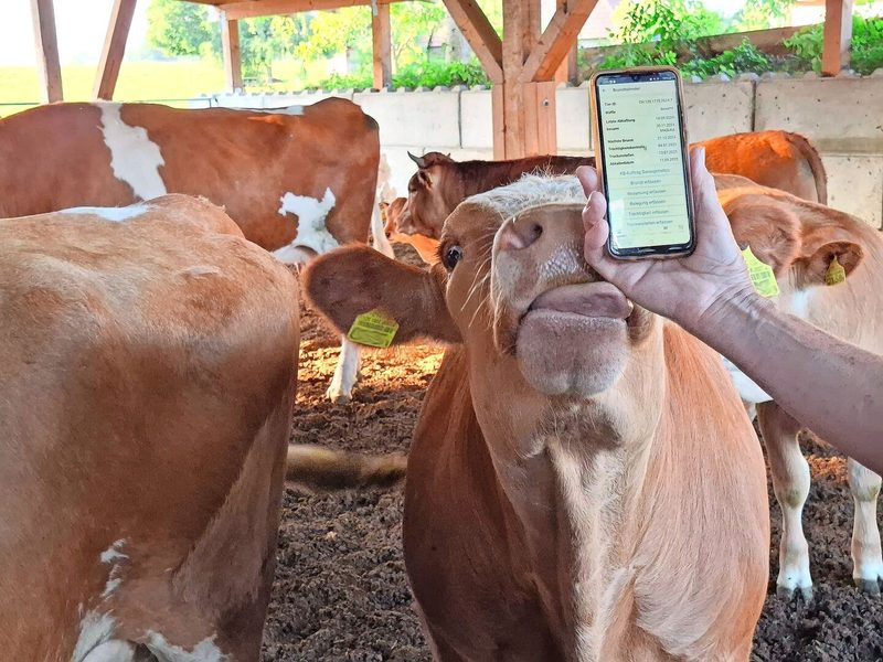 Daten werden nicht nur im Pflanzenbau, sondern auch in der Tierhaltung durch den Melkroboter oder andere Sensoren erfasst. Auch in der Mutterkuhhaltung werden digitale Daten verwaltet.
