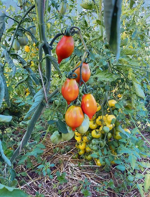 Im Vordergrund sind Wintertomaten zu sehen, die gelben werden als Zitronentraube bezeichnet.