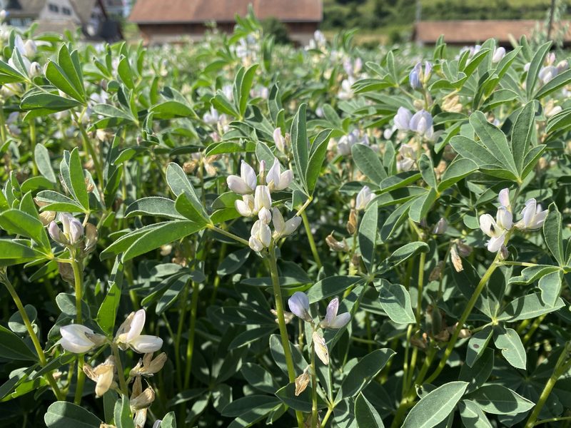 Steckbrief zur Lupine: Eckpunkte zu Ansprüchen und Anbau