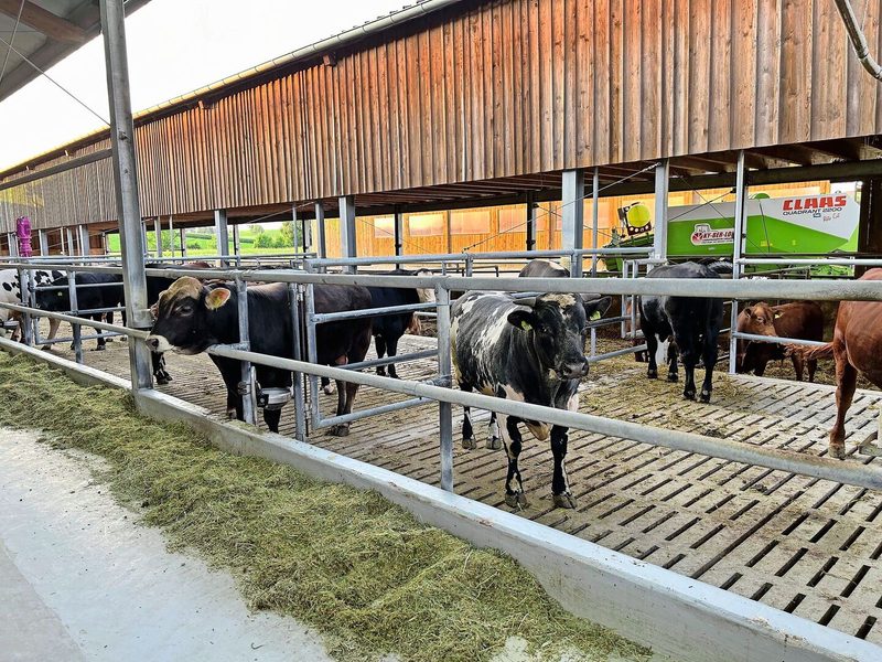 Der grosszügige Munistall bauten Bergers und Kyburz fast vollständig in Eigenleistung. 2021 bezogen die ersten Munis den Stall.