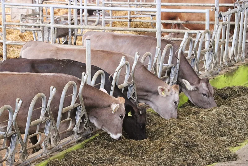 Herbstgras sollte mit strukturreichem Futter wie Dürrfutter, Maissilage, Grünschnittmais oder strukturreicher Silage aus dem Frühling gemischt werden. Bild: Ruth Aerni