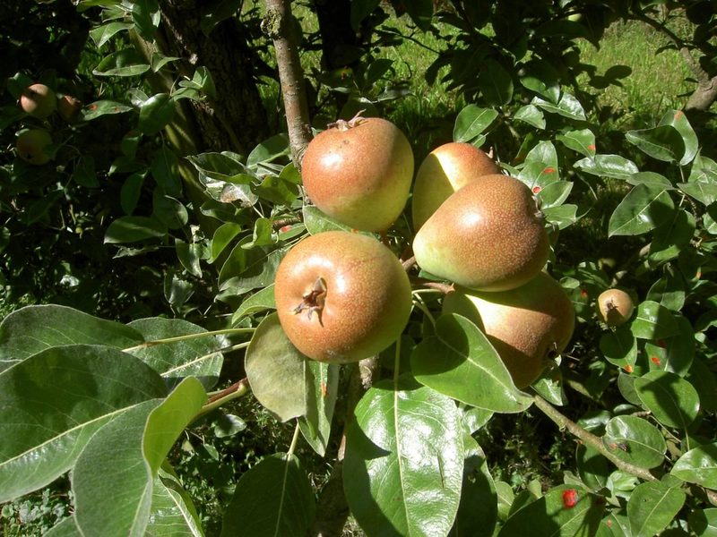 Die einzige AOP-Frucht der Schweiz: Die Freiburger Büschelibirne