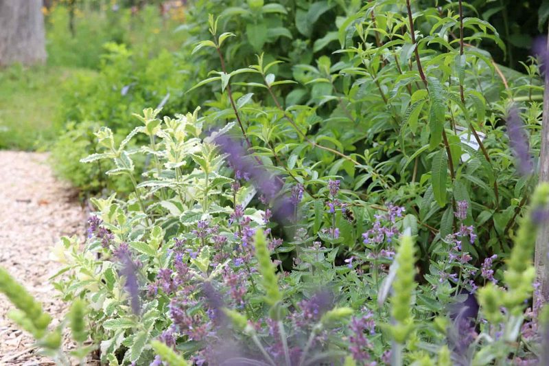 Kräuter bringen überraschende Aromen in den Tee