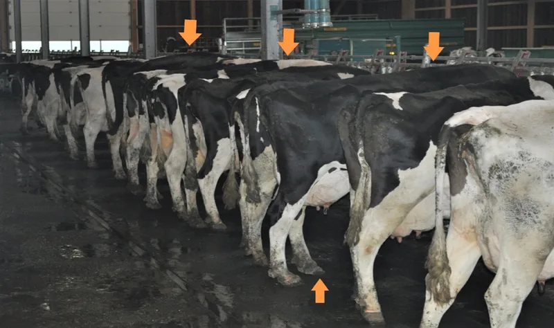 Mittelgradig und hochgradig lahme Kühe können im Fressgitter durch die aufgekrümmte Rückenlinie erkannt werden. Die Pfeile zeigen auf Kühe mit einer Rückenkrümmung, sowie auf Gliedmassen, die geschont und entlastet werden. Bild: Iwan Locher
