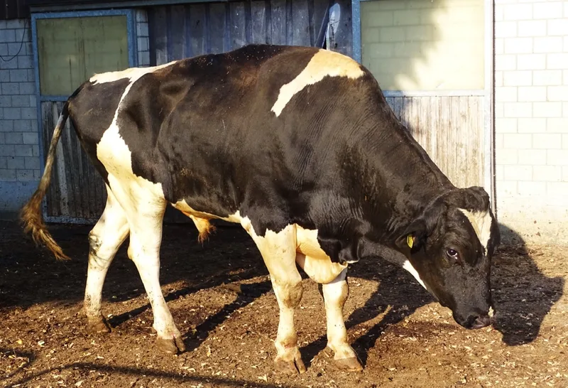 Dieser Stier zeigt eine Lahmheit mit einem Lahmheitsgrad von grösser oder gleich 3. Typisch ist der tief getragene Kopf im Gang und die gekrümmte Rückenlinie. Bild: Iwan Locher