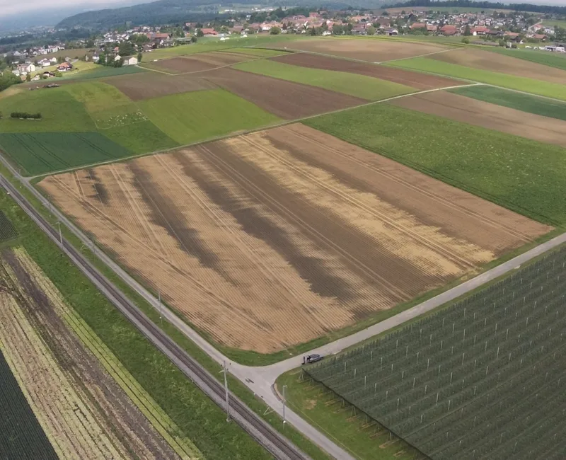 Ökoheu auf den Kartoffeldämmen, um langfristig den Ertrag zu sichern
