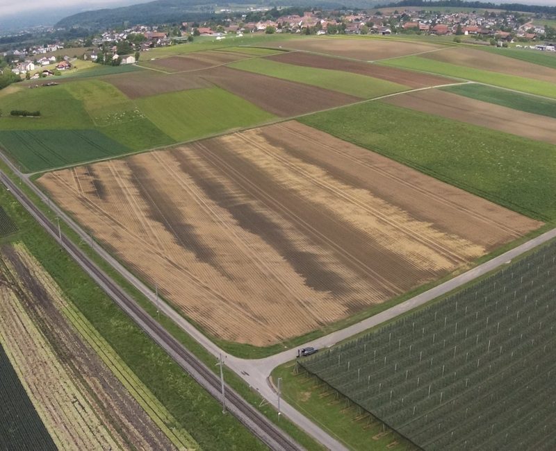 Ökoheu auf den Kartoffeldämmen, um langfristig den Ertrag zu sichern