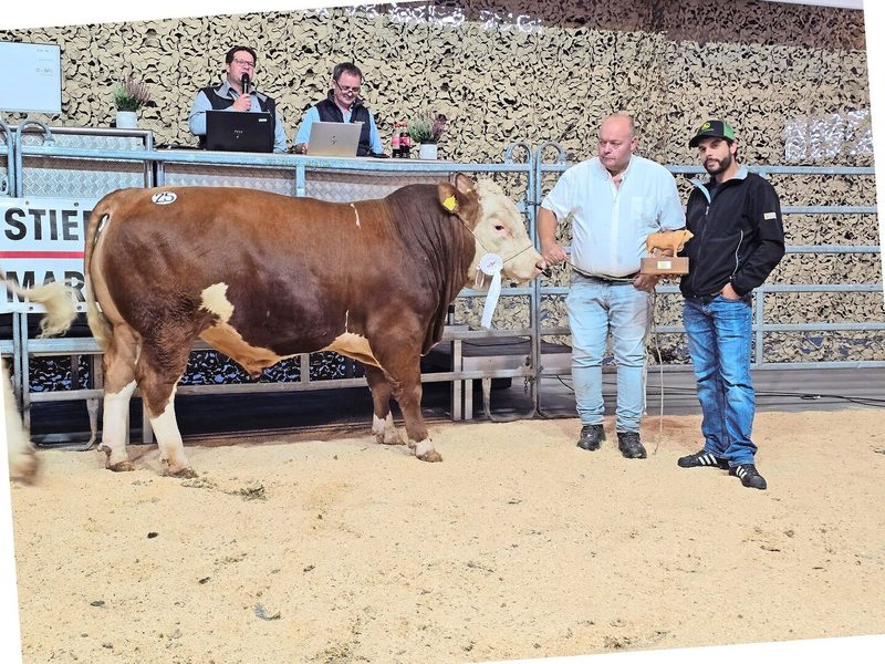 Der Champion der Simmental ist ein Witzwiler: M-Erwin von Witzwil gehört der dort ansässigen JVA und erreichte in der Synthese 94 Punkte.