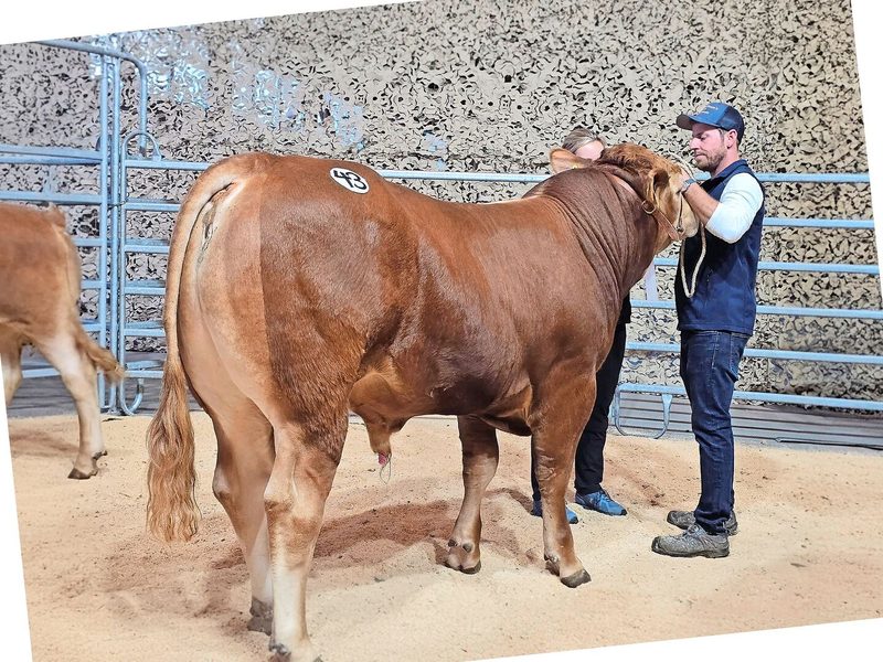 In der Mister-Wahl der Limousin setzte sich Kaufmanns Paco MHF von Simon Kaufmann aus Deitingen SO gegen eine starke Konkurrenz durch.