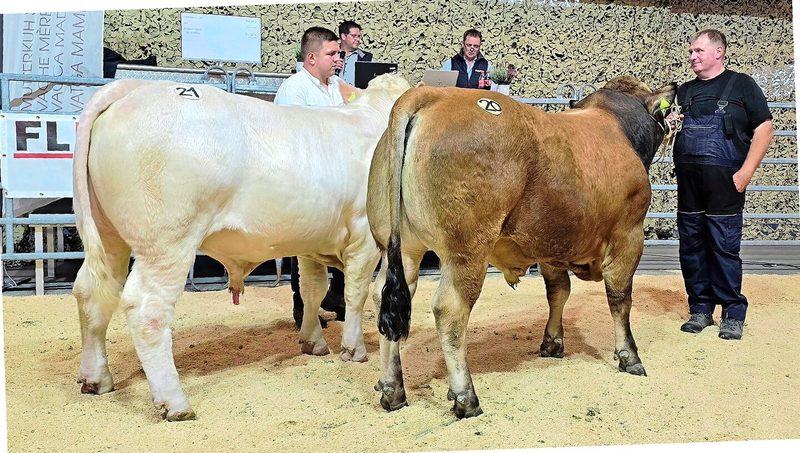 Die Einzigen ihrer Rasse: der Charolais-Stier Nino, Ueli Bader, Mümlliswil SO, und Aubrac-Stier Hannibal MHF, Michael Büchsler, Frauenkappelen BE.