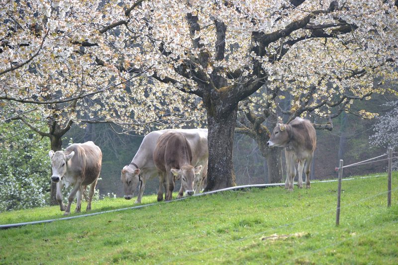 Auf dem Haselhof leben die Tiere bis zum letzten Tag stressfrei