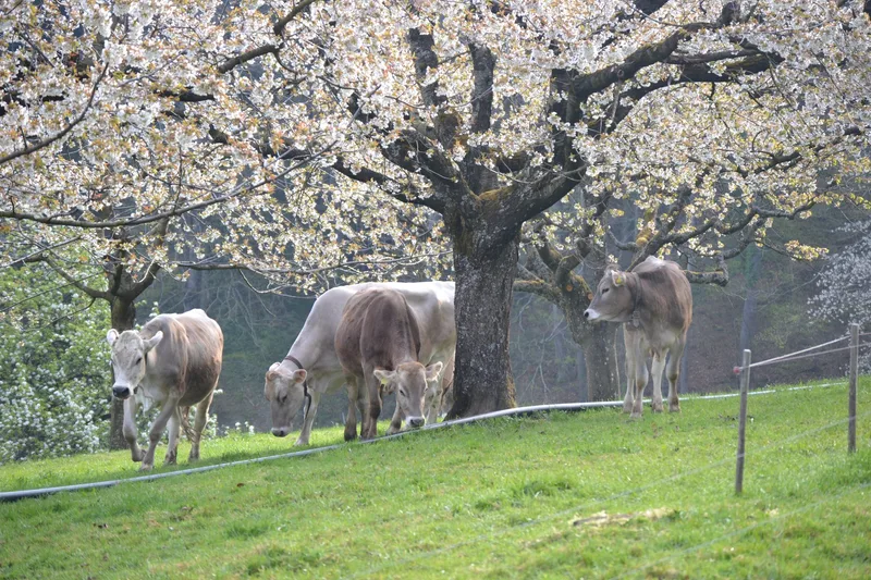 Auf dem Haselhof leben die Tiere bis zum letzten Tag stressfrei