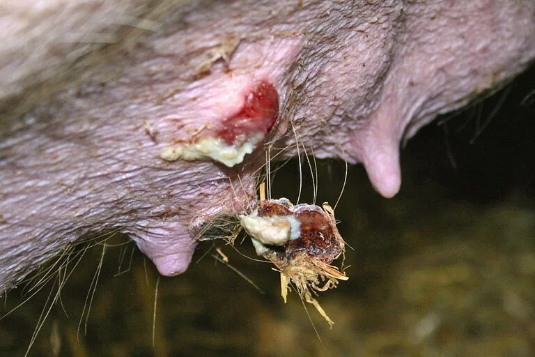 Gesäugeaktinomykose mit verletztem, eiterndem Knoten.