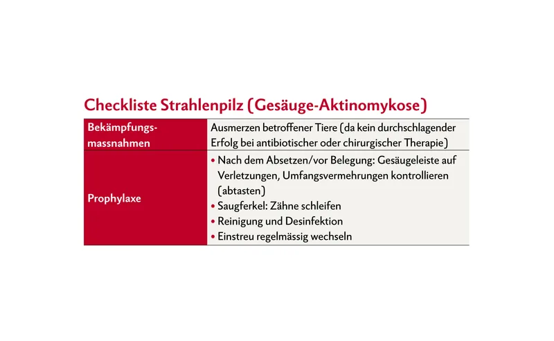 Strahlenpilz bei Muttersauen