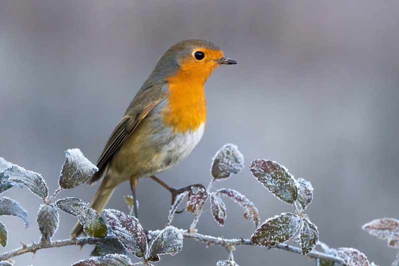 Vögel im Winter: So füttern Sie richtig
