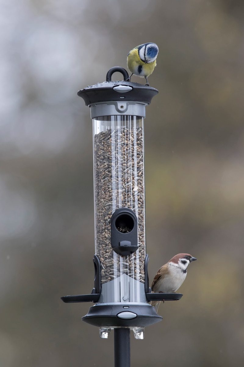 Vögel im Winter: So füttern Sie richtig