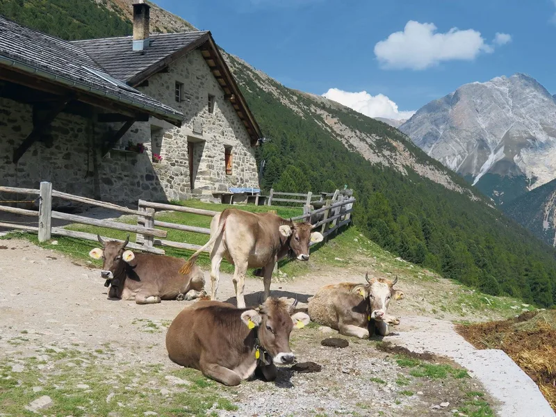 Friedliche Stimmung auf der Alp Tavrü auf 2177 m ü. M., wo Werner Keller schon manche Saison gearbeitet hat.