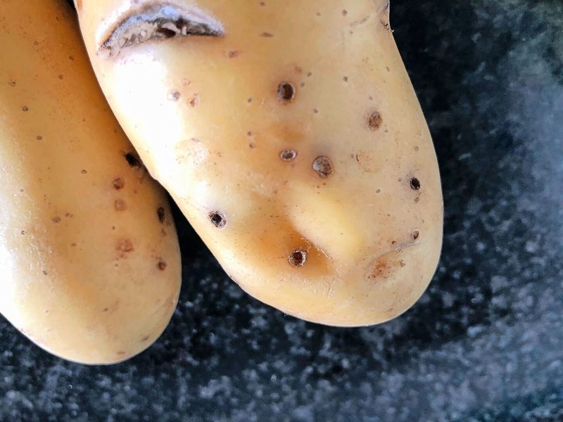 Drahtwümer mindern die Kartoffel-Qualität. Ideal ist es, den Schädling auch in der Fruchtfolge zu bekämpfen, statt nur beim Legen der Kartoffeln.