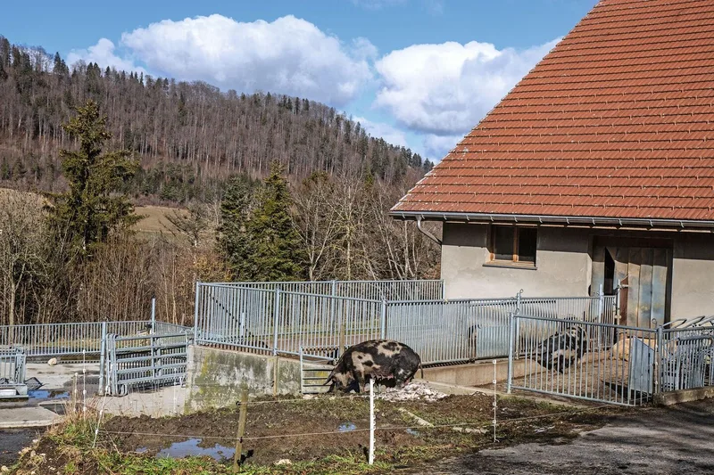 Eine Muttersau wühlt im Schlamm vor dem Winterstall.